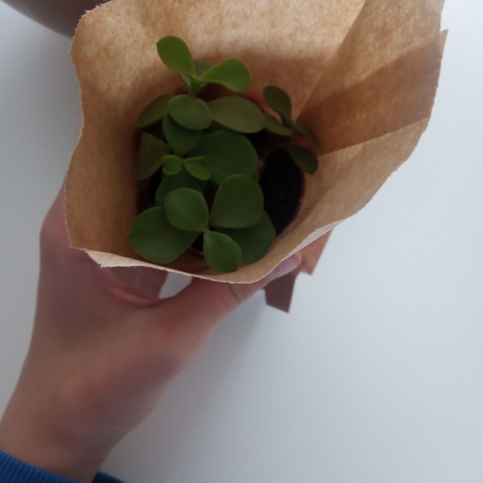 Avatar for @Lizzi on Greg, the plant care app