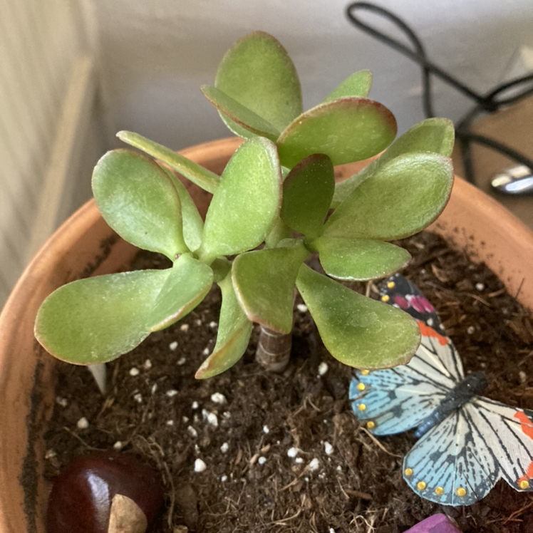 @CuriousIcarus avatar