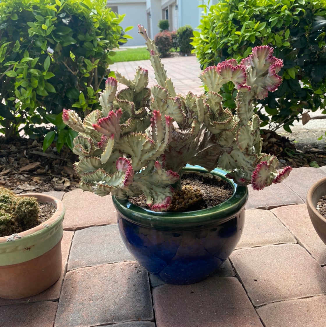 Avatar for @OweMrc on Greg, the plant care app