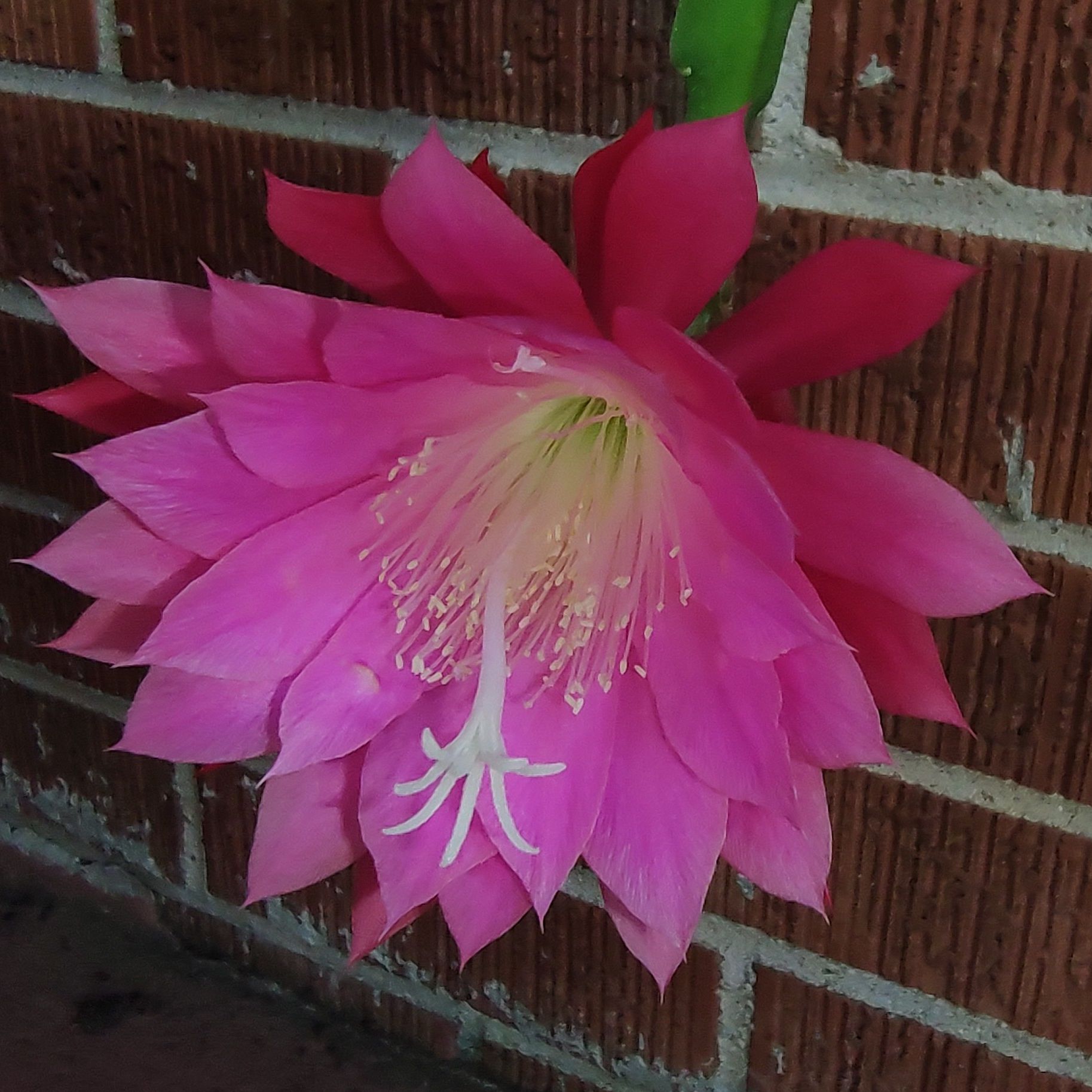 Avatar for @QualifiedWoreya on Greg, the plant care app