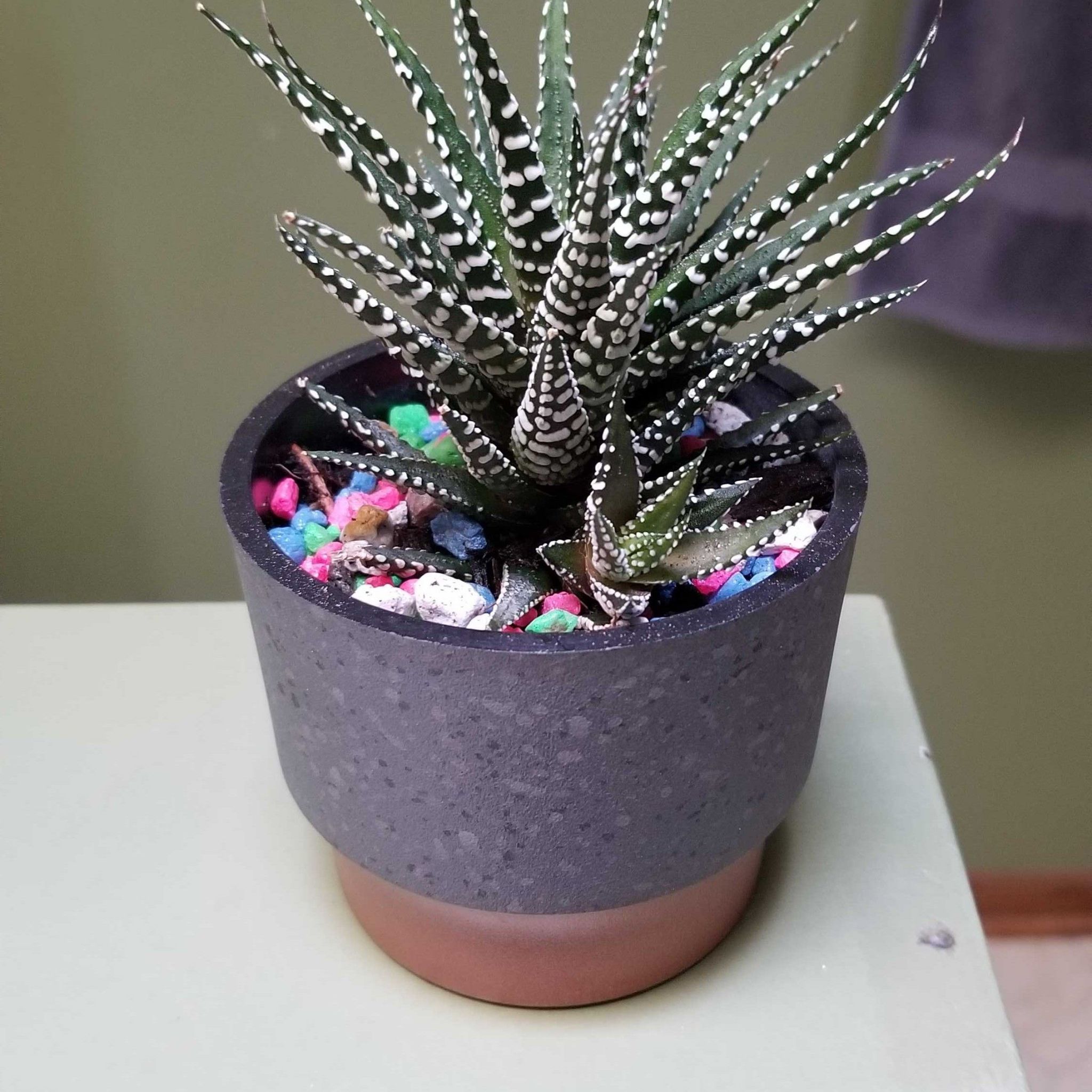 Avatar for @TiptopSalsify on Greg, the plant care app