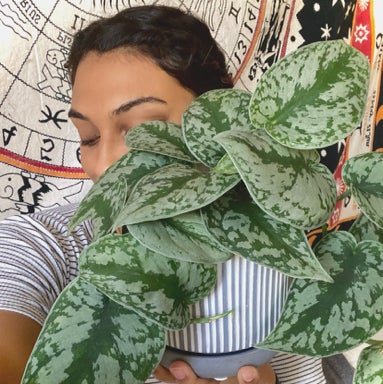 @localplantwitch avatar