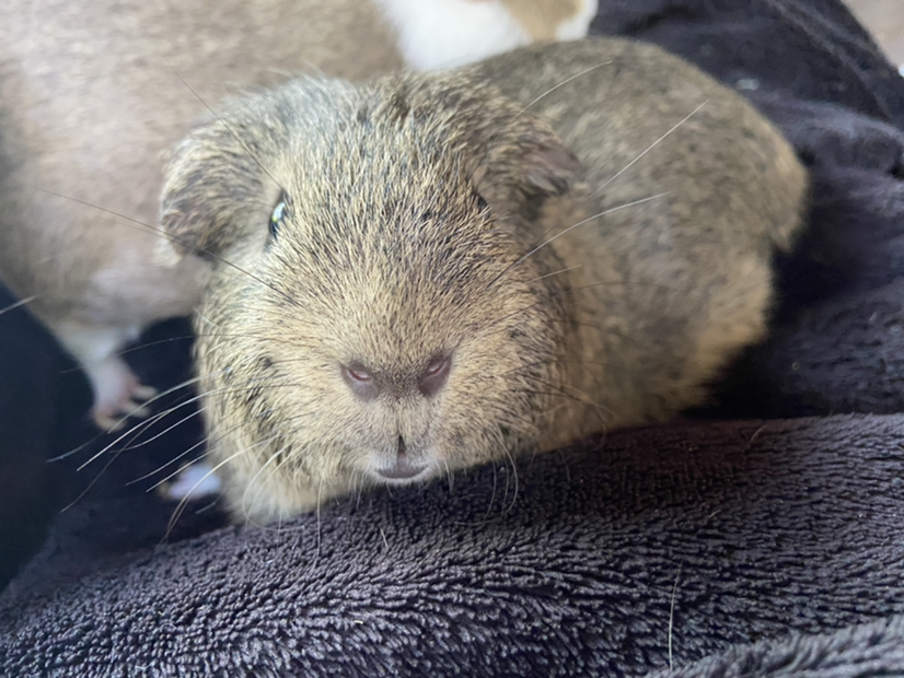 Avatar for @leahnic on Greg, the plant care app