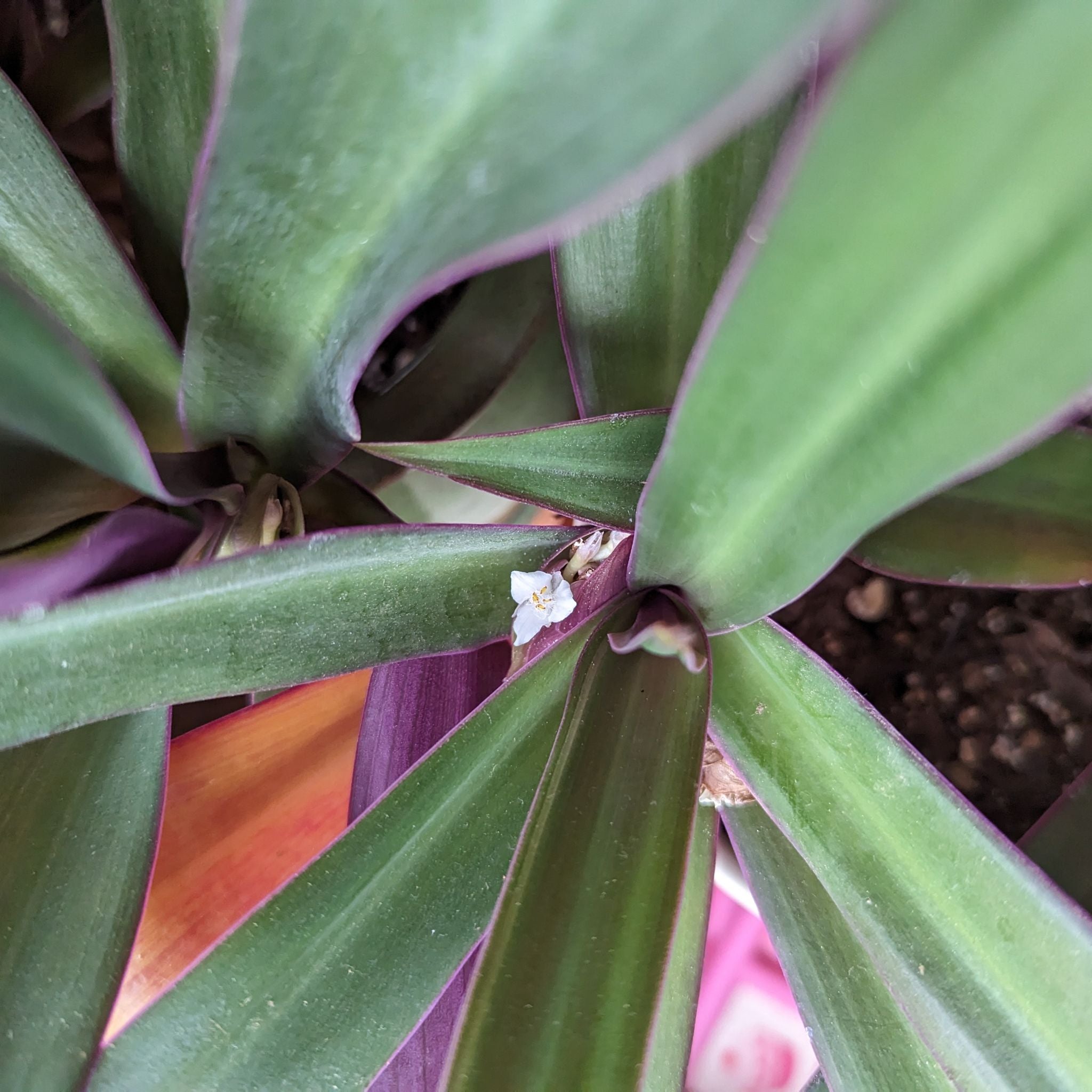 Avatar for @PoplarFlatpea on Greg, the plant care app