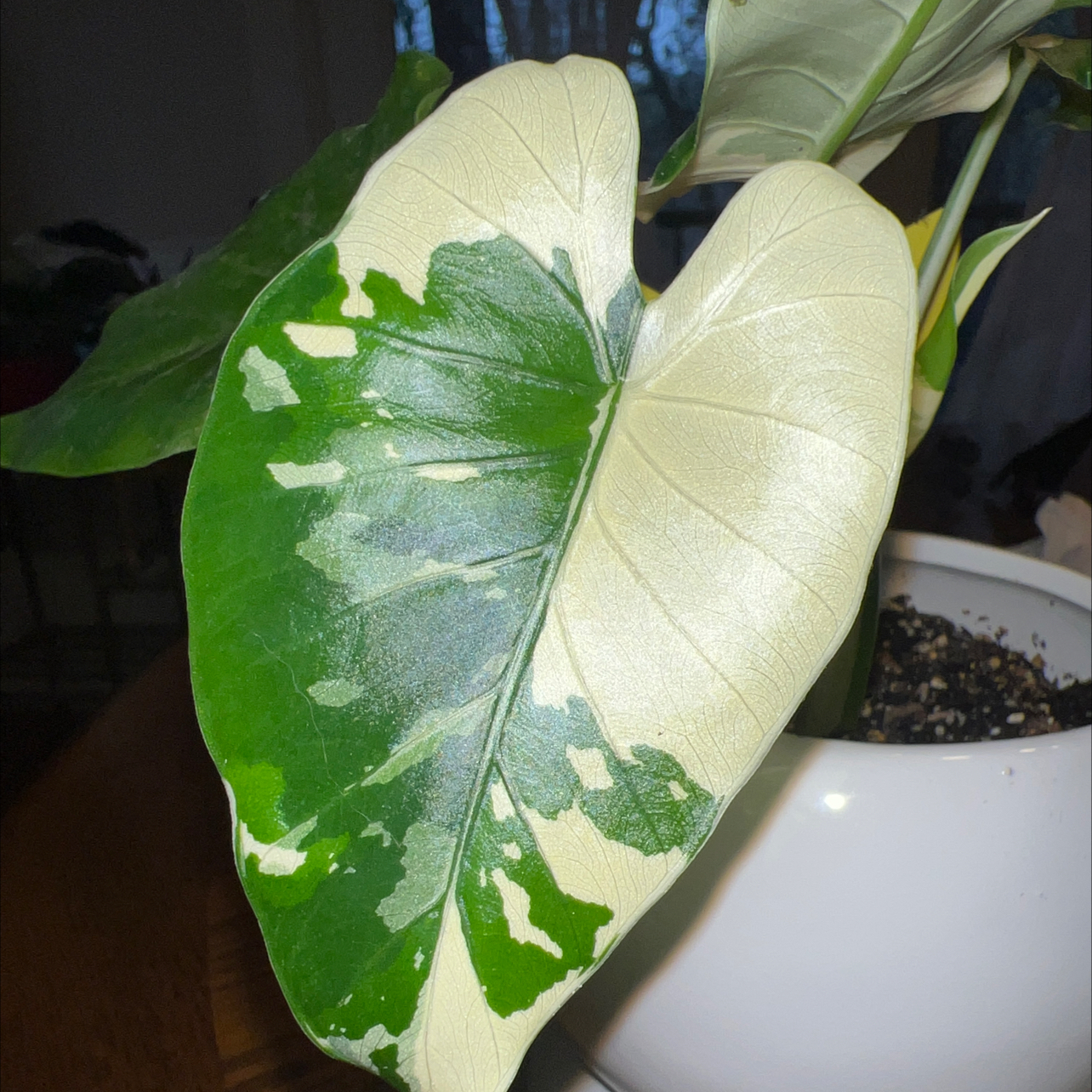 @ccgorplant
