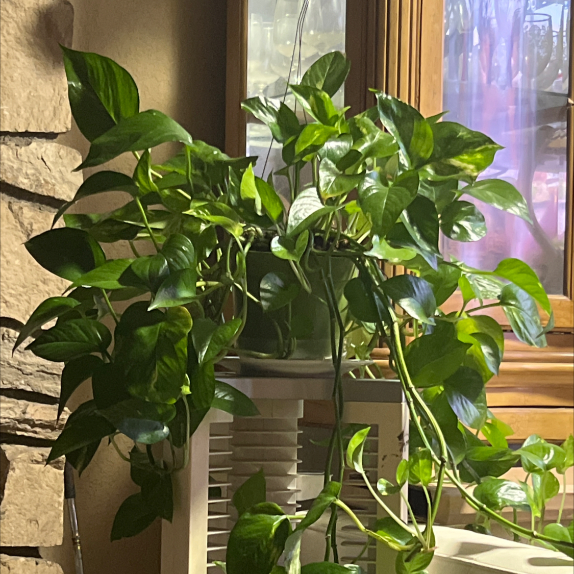 Avatar for @SilkyFernmoss on Greg, the plant care app