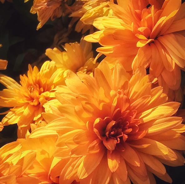 Avatar for @ShimmeringPlants22 on Greg, the plant care app