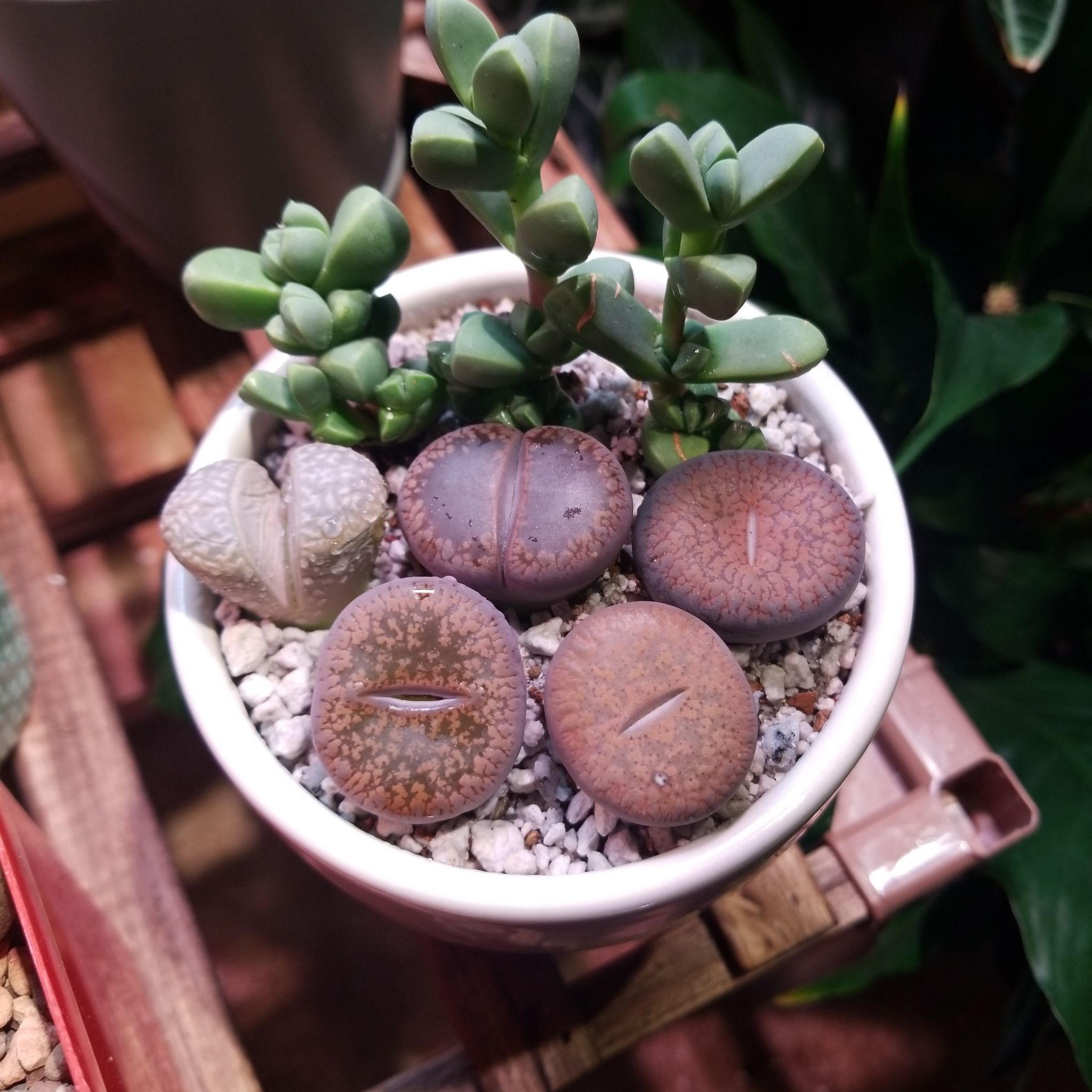 Avatar for @rockplantsrock on Greg, the plant care app