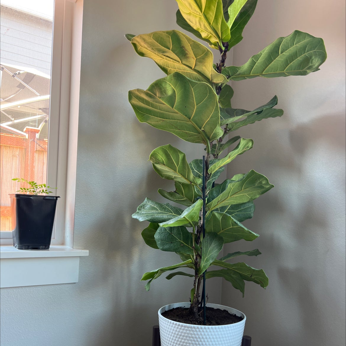 Avatar for @EloquentDodder on Greg, the plant care app