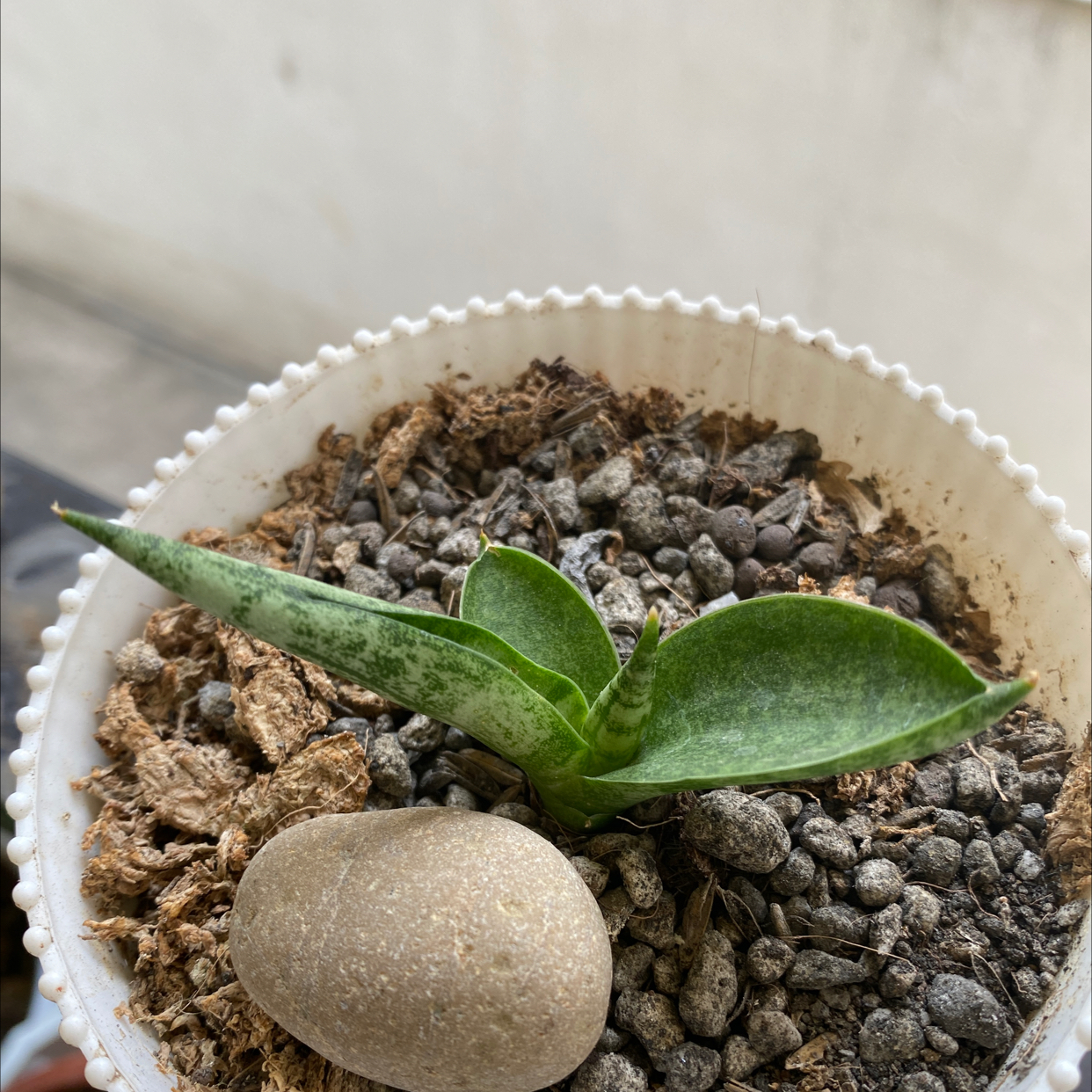 Avatar for @Catchr on Greg, the plant care app