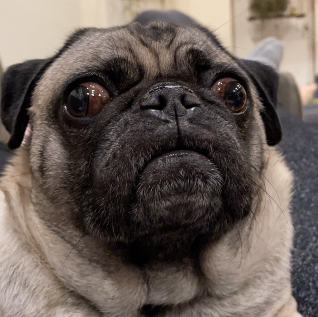 Avatar for @Danielle590 on Greg, the plant care app