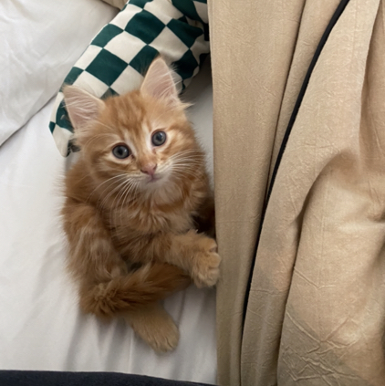 @DreamBohoJungle avatar