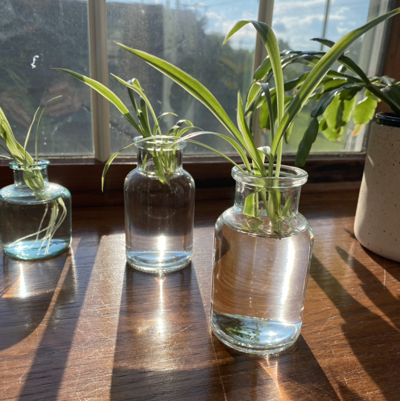 Avatar for @mais_ross11 on Greg, the plant care app