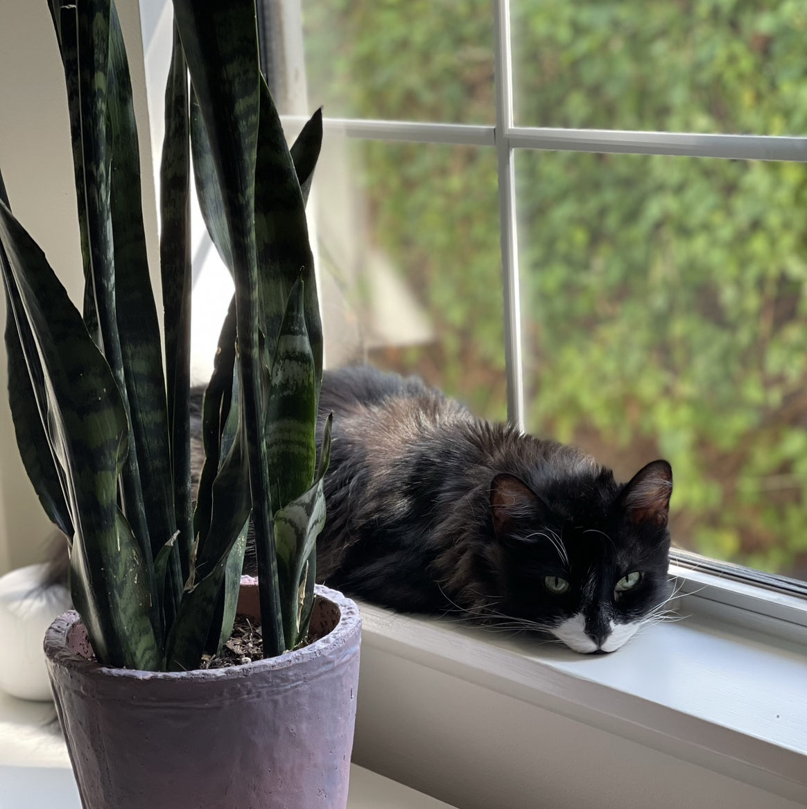 Avatar for @ShrewdCosmo on Greg, the plant care app