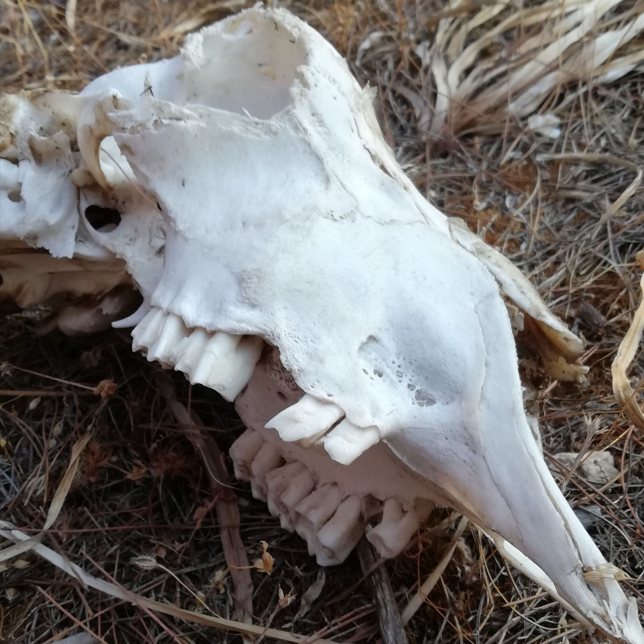 Avatar for @PolishedEspicia on Greg, the plant care app