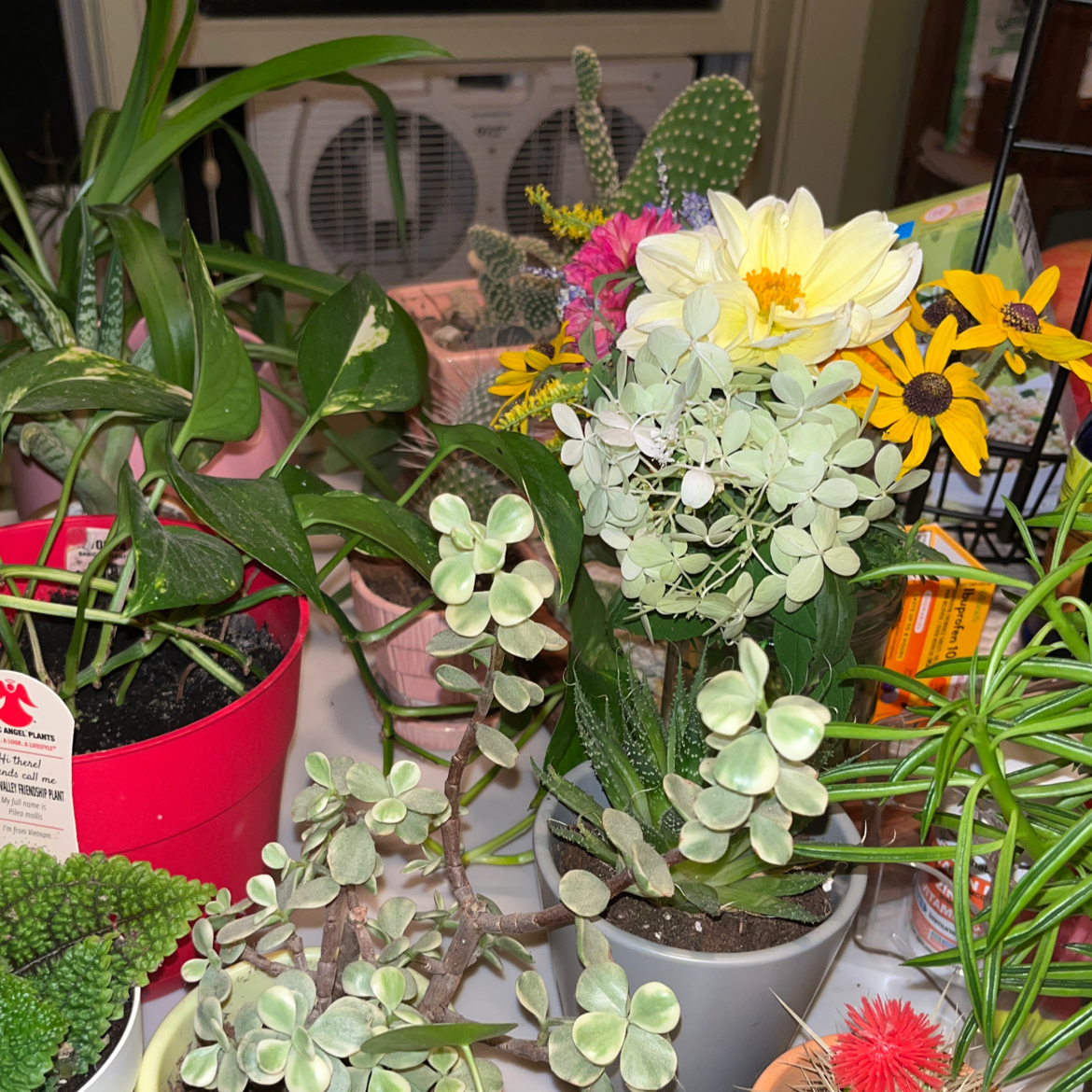 Avatar for @audrey.2 on Greg, the plant care app