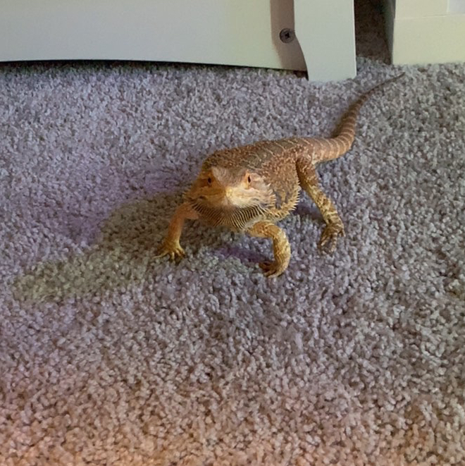 Avatar for @Sirandrew02 on Greg, the plant care app