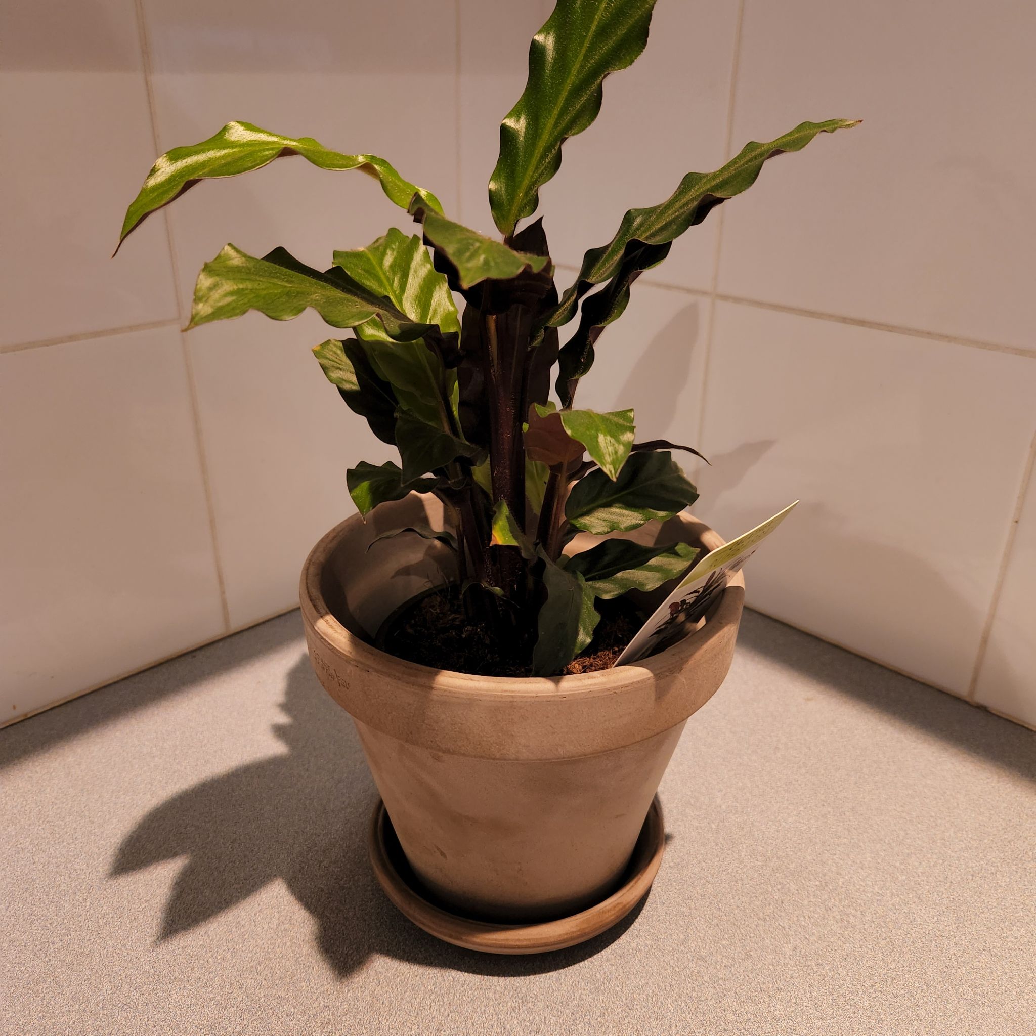 Avatar for @PrimaryBeebalm on Greg, the plant care app