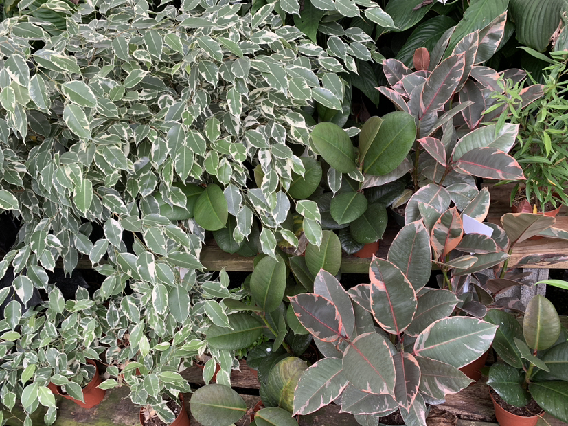 @Plantilicious