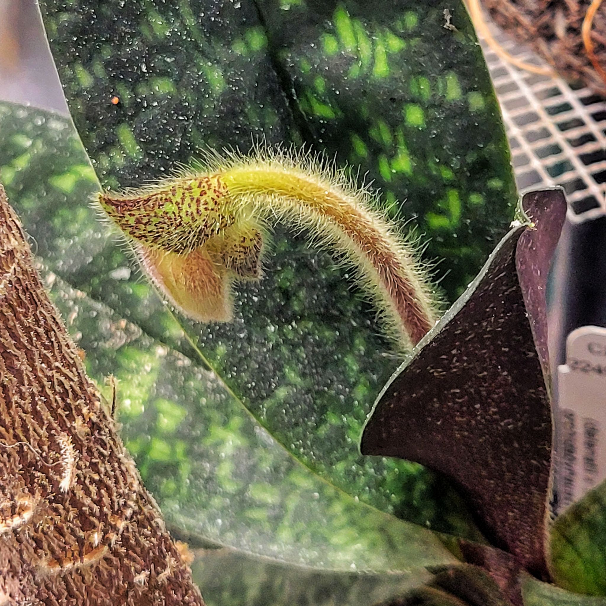 Avatar for @ipetcows on Greg, the plant care app