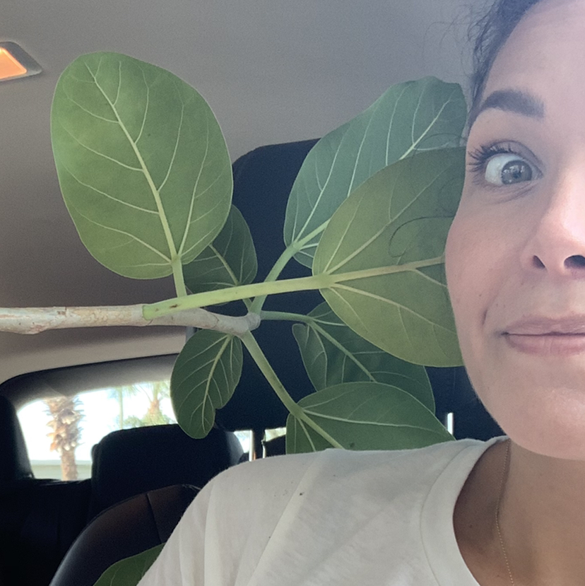 Avatar for @stephanieb on Greg, the plant care app