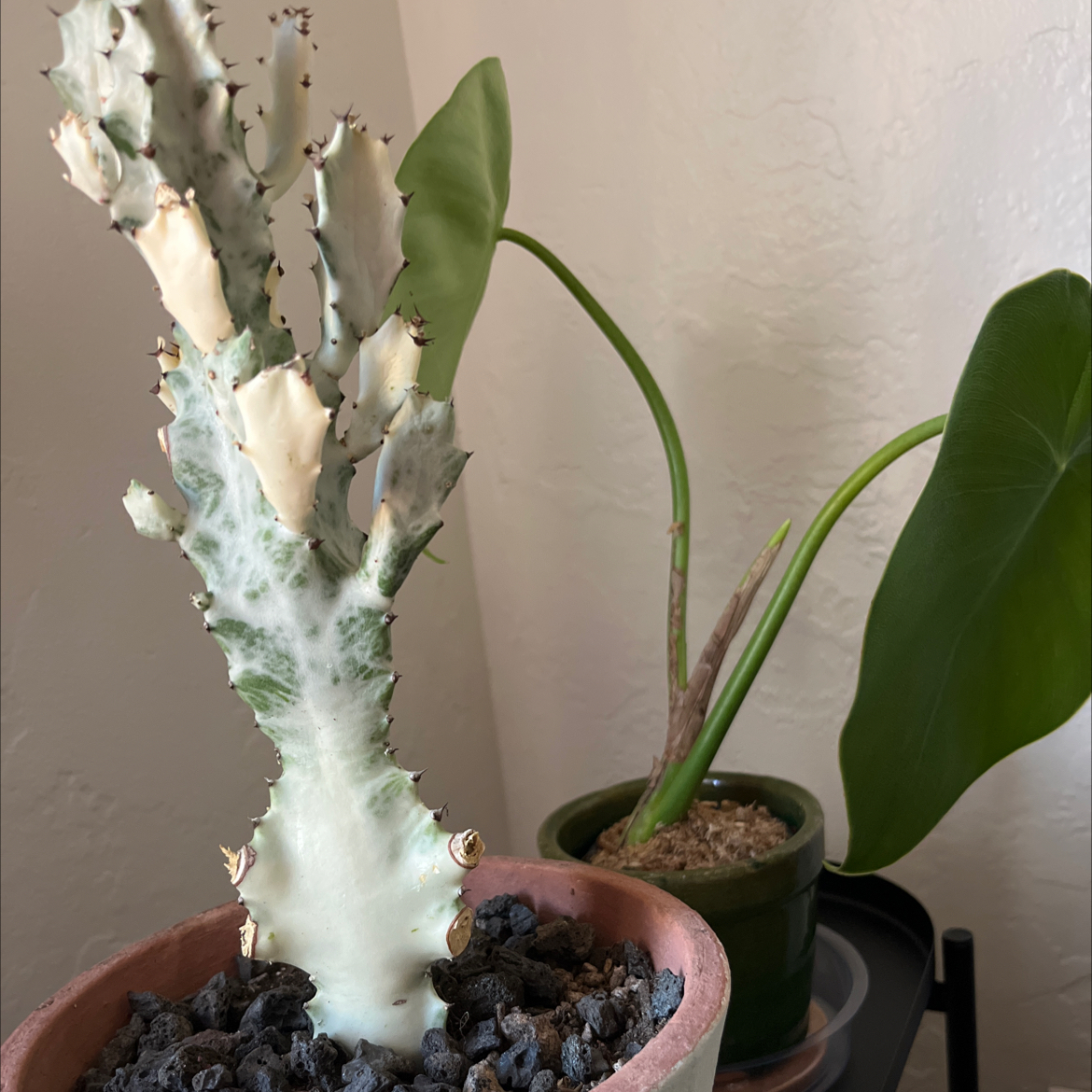 Avatar for @dtall on Greg, the plant care app