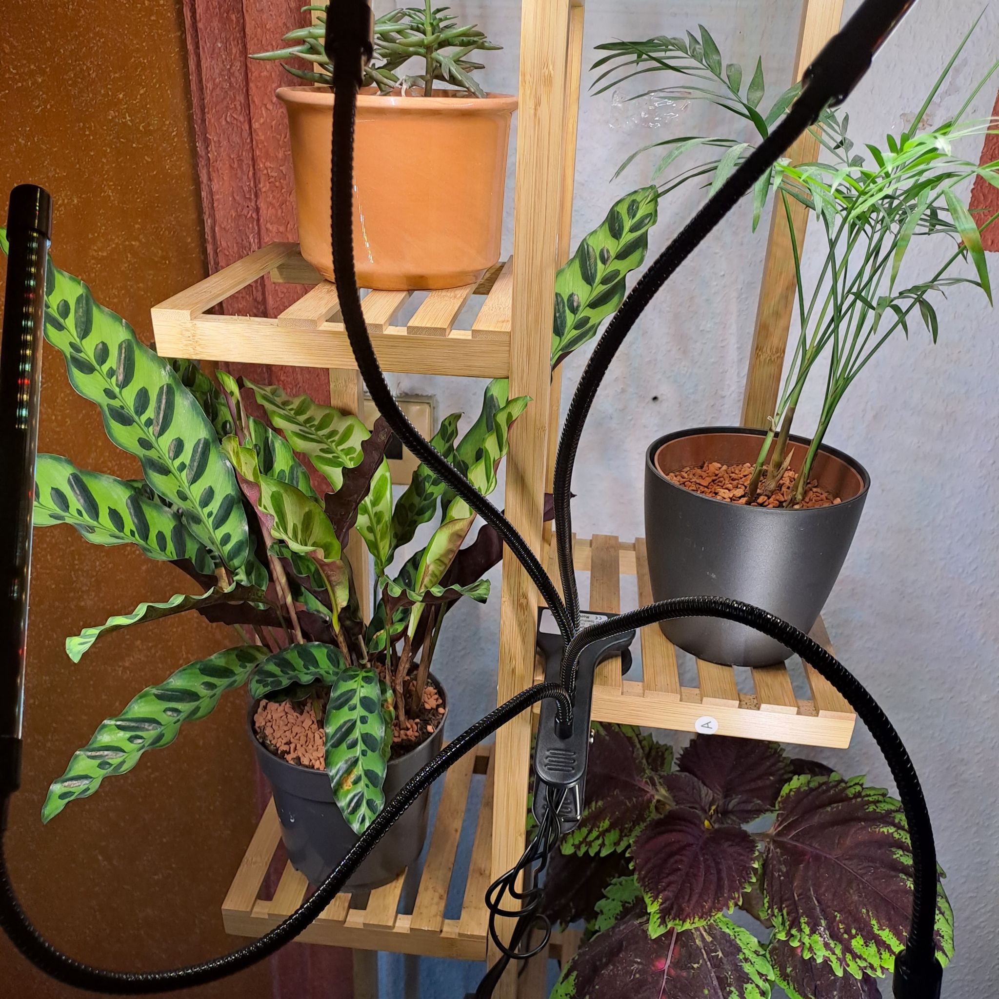Avatar for @Prometheus on Greg, the plant care app