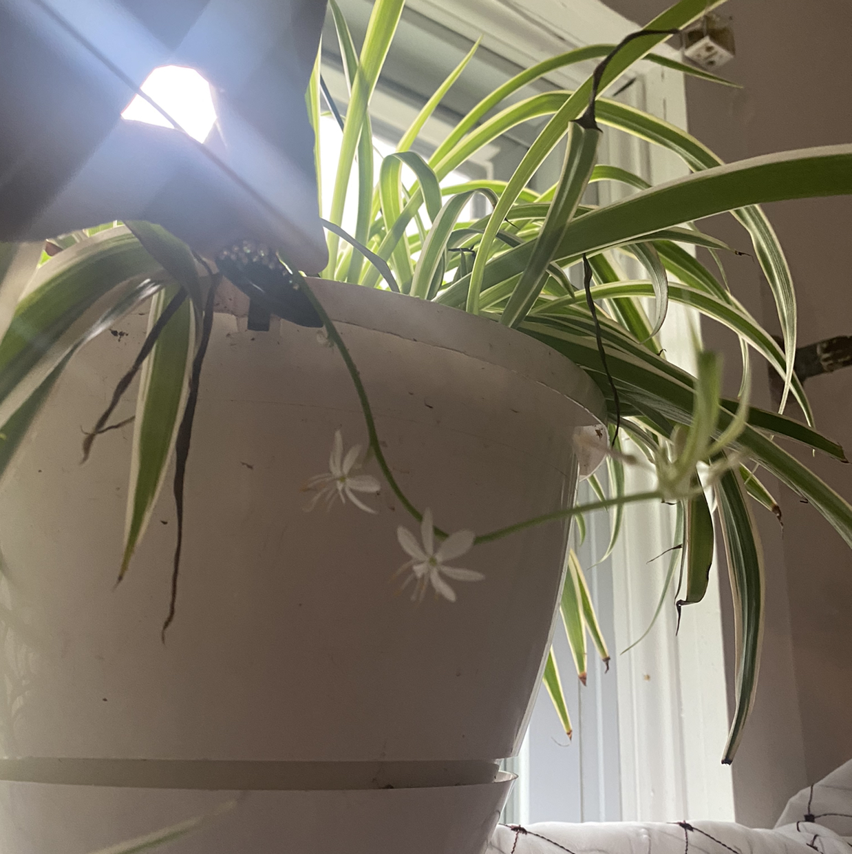 @Mochahantas88 avatar