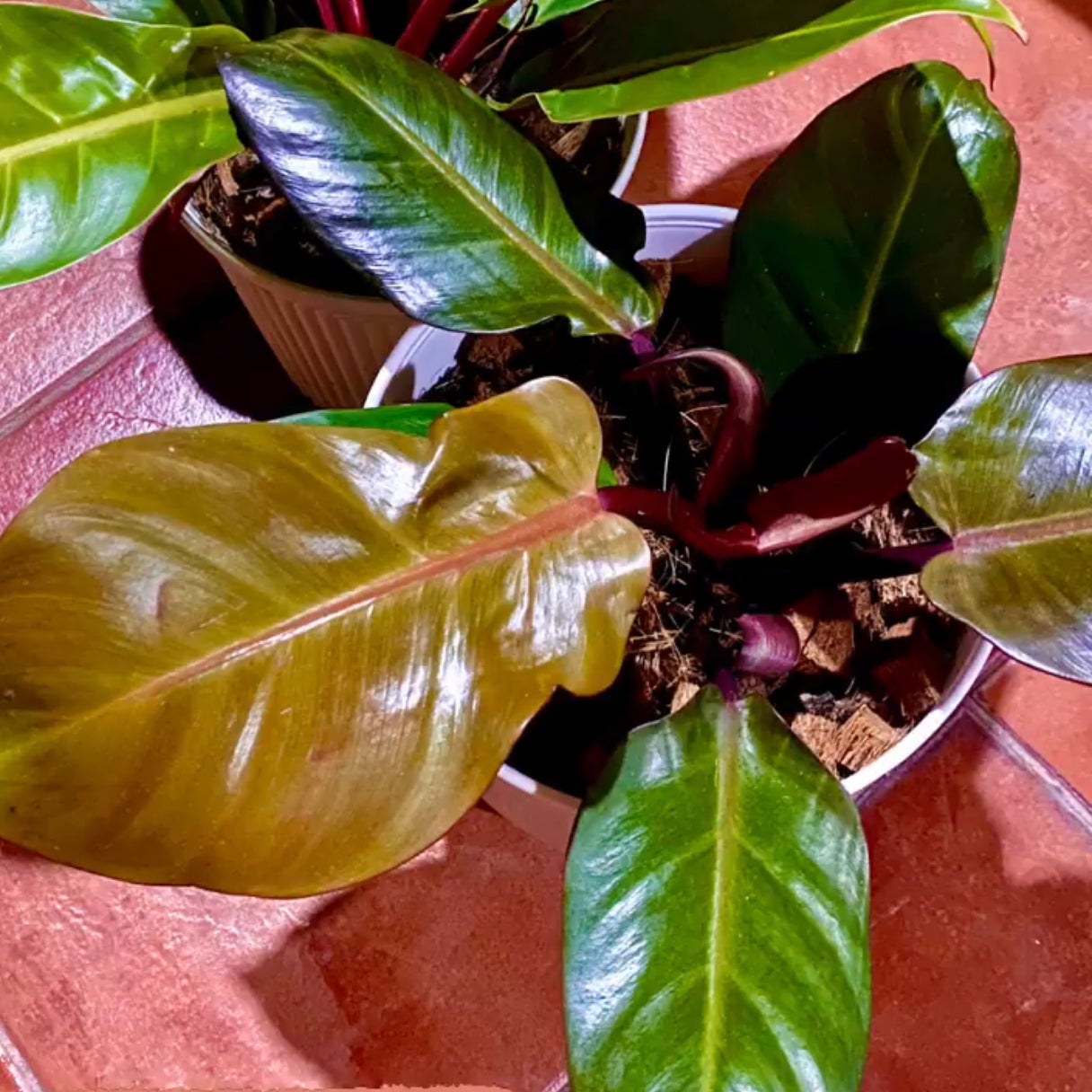 Avatar for Christine on Greg, the plant care app