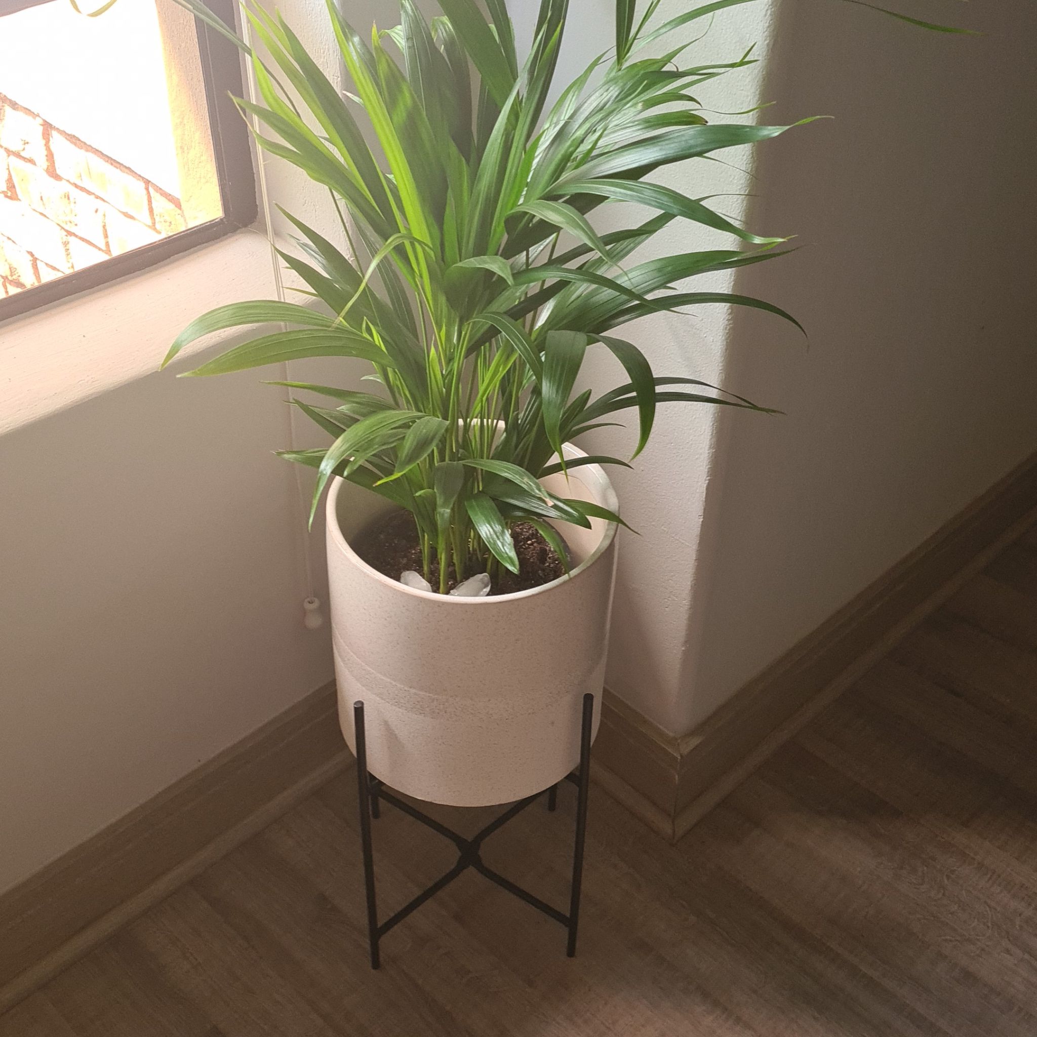 Avatar for @UprightBacopa on Greg, the plant care app