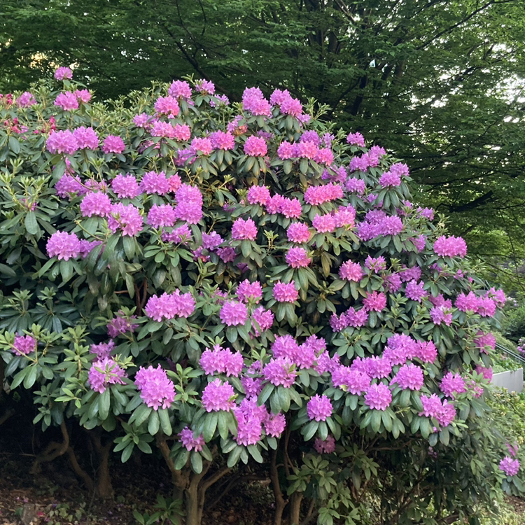 Avatar for @GuardianKawaka on Greg, the plant care app