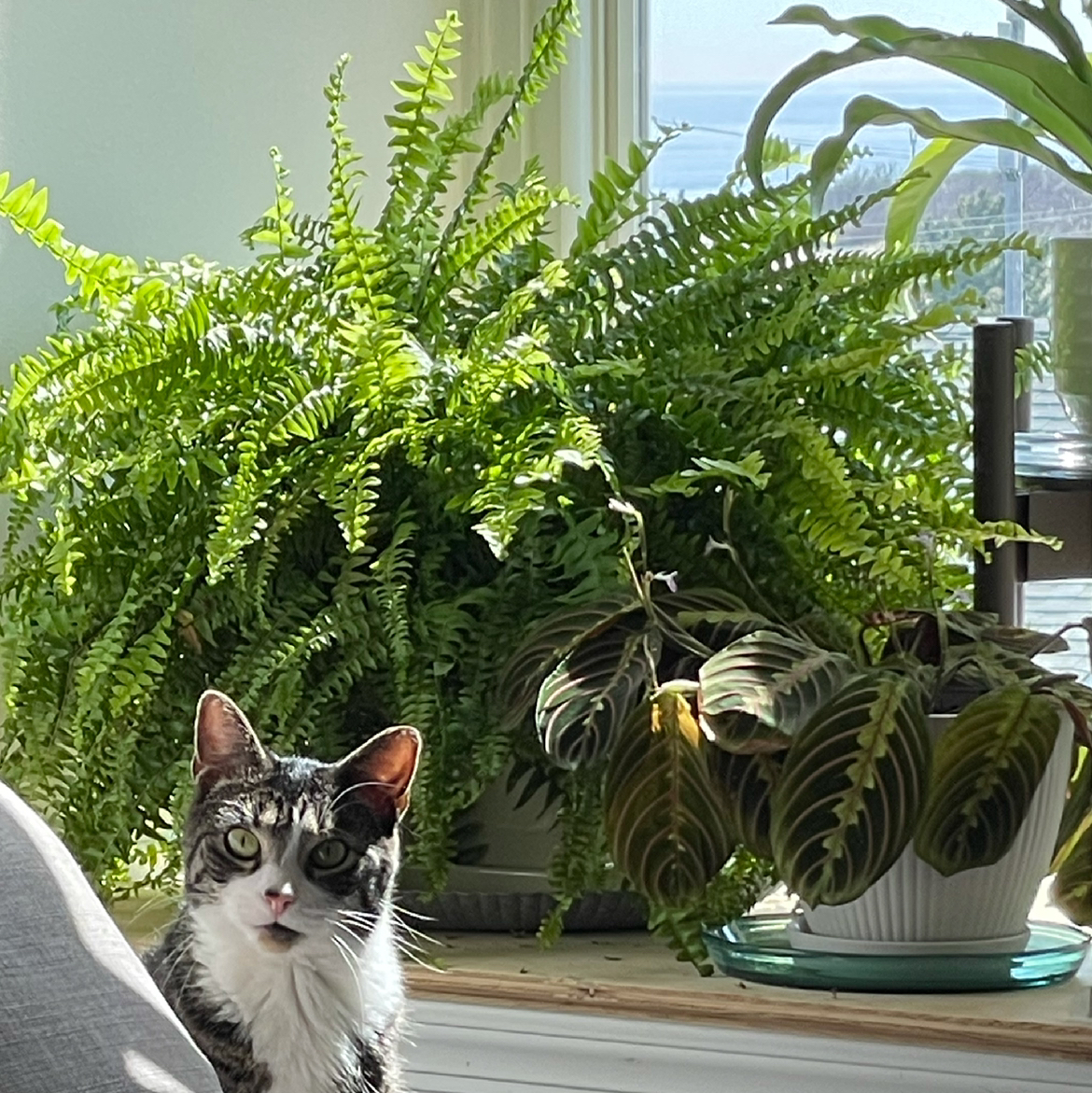 Avatar for @runshare on Greg, the plant care app