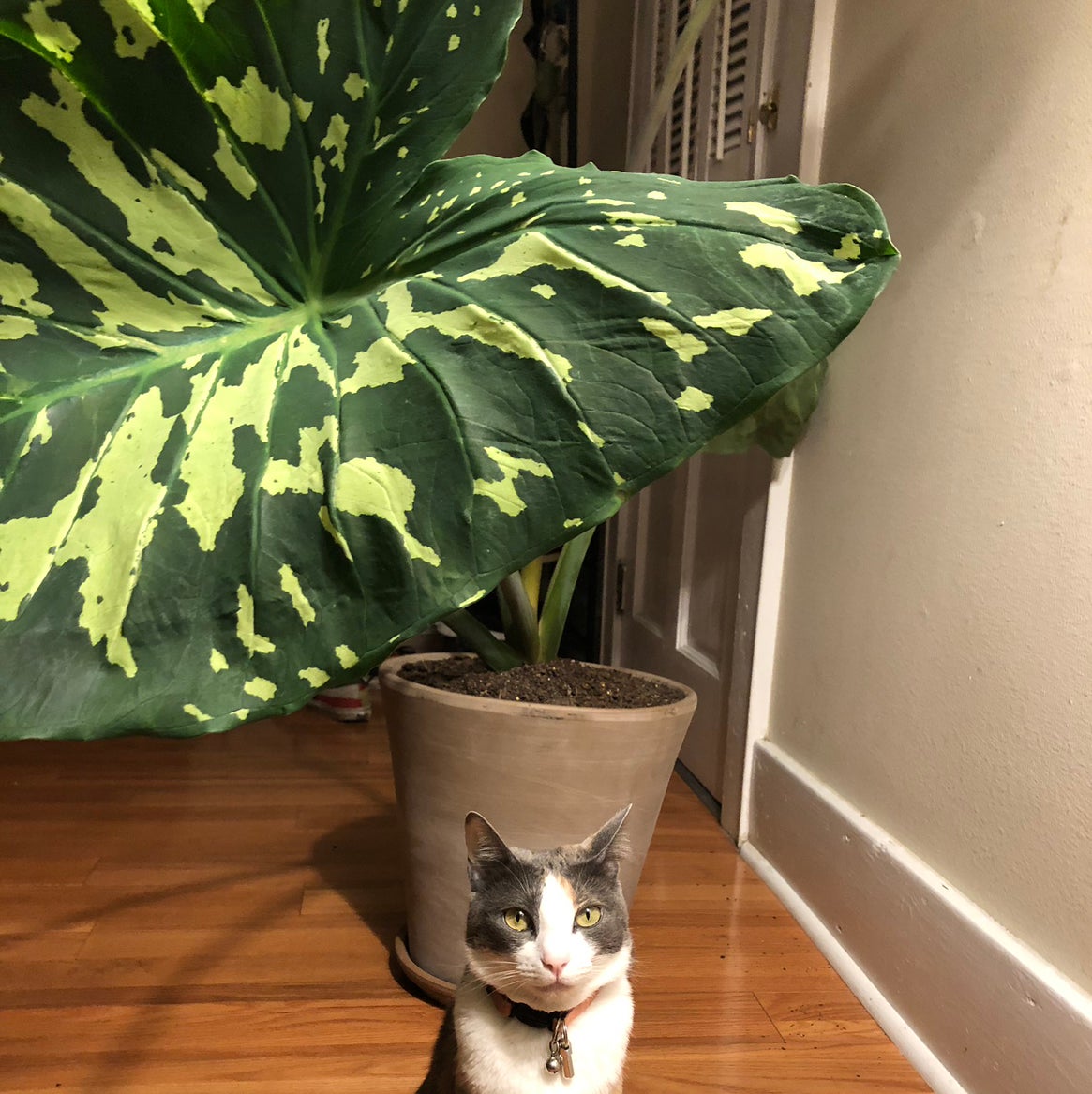 Avatar for @Planta on Greg, the plant care app