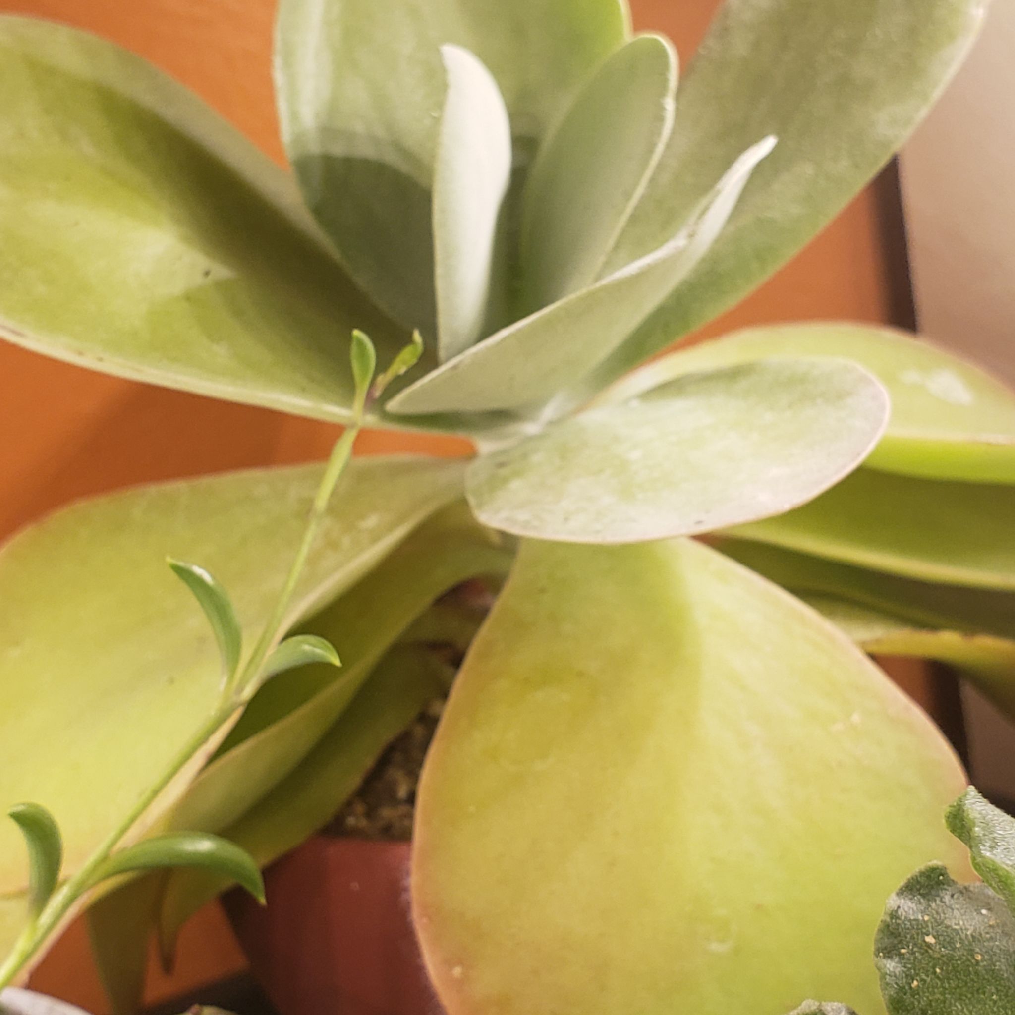 @DapperPineapple avatar