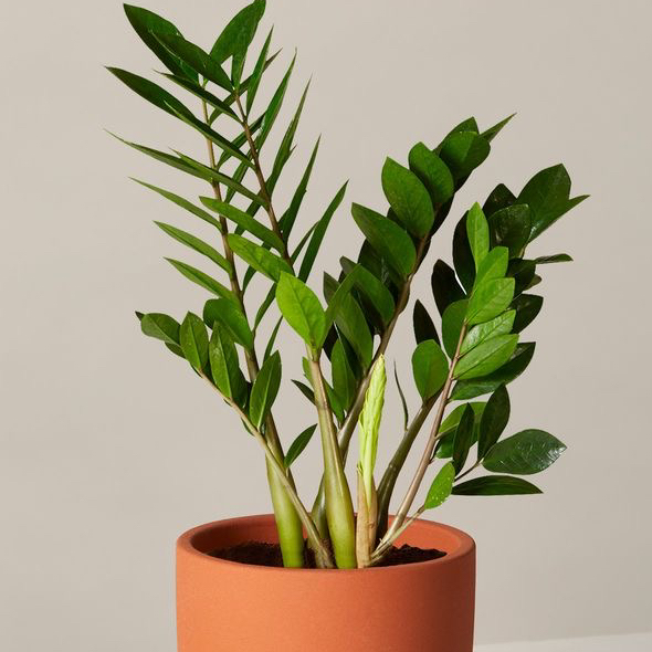 Avatar for @MamaG on Greg, the plant care app