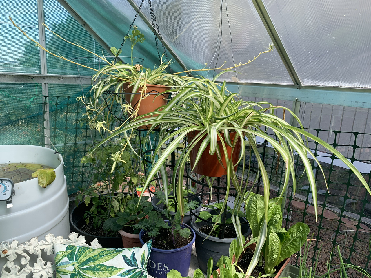 Avatar for 👻 on Greg, the plant care app