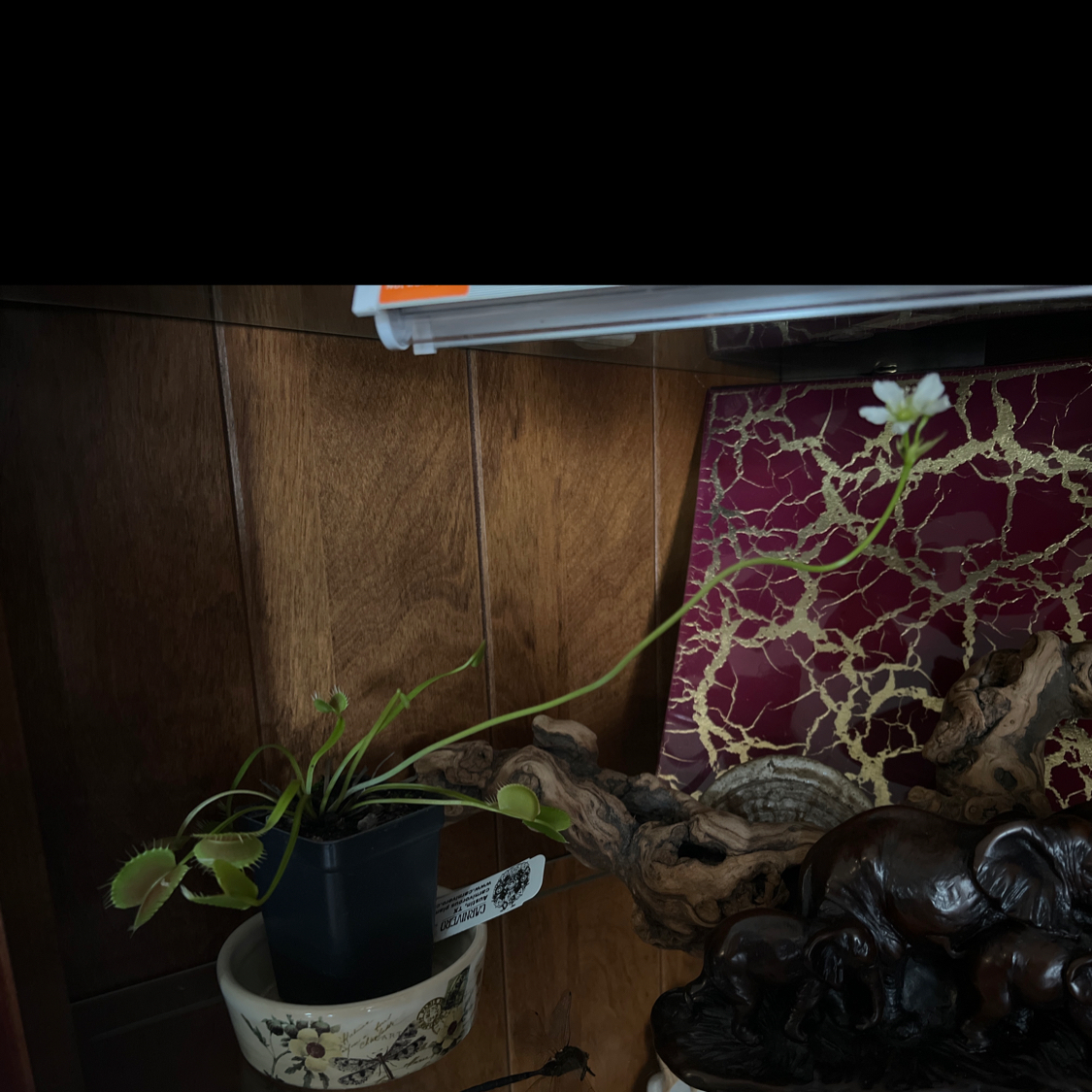 Avatar for @PureMaypop on Greg, the plant care app