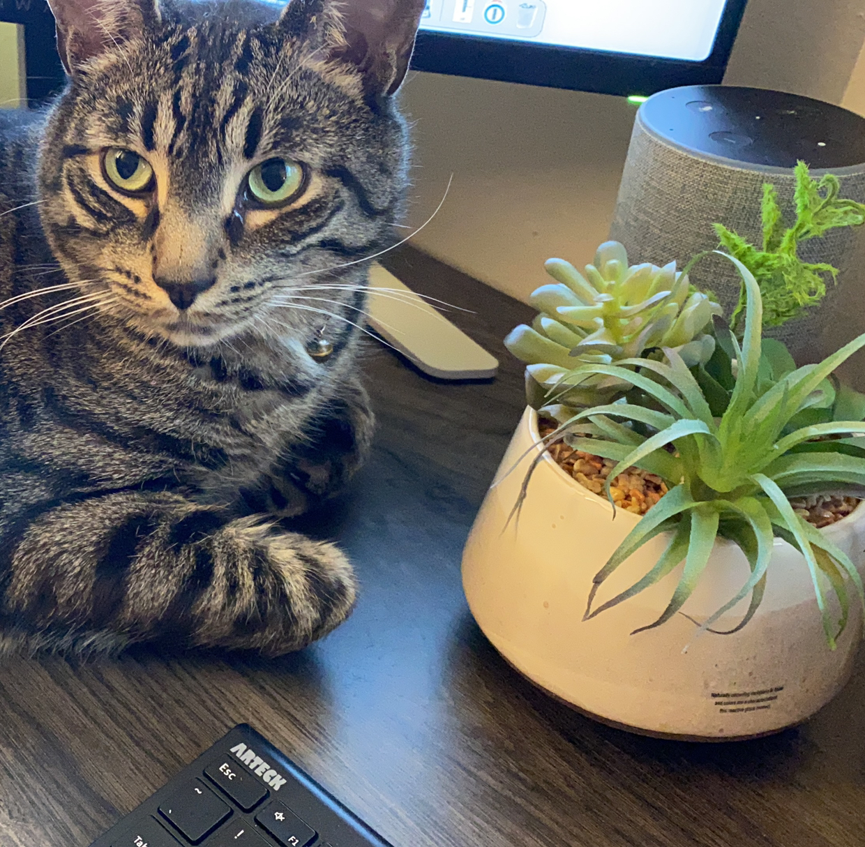 Avatar for @ChrisGig23 on Greg, the plant care app