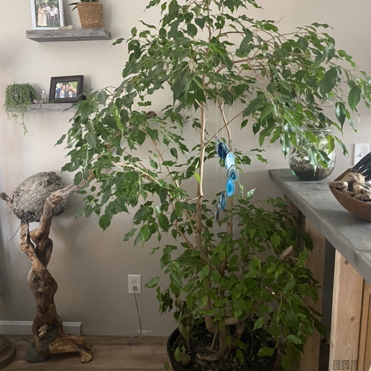 Avatar for @SylviasMother on Greg, the plant care app