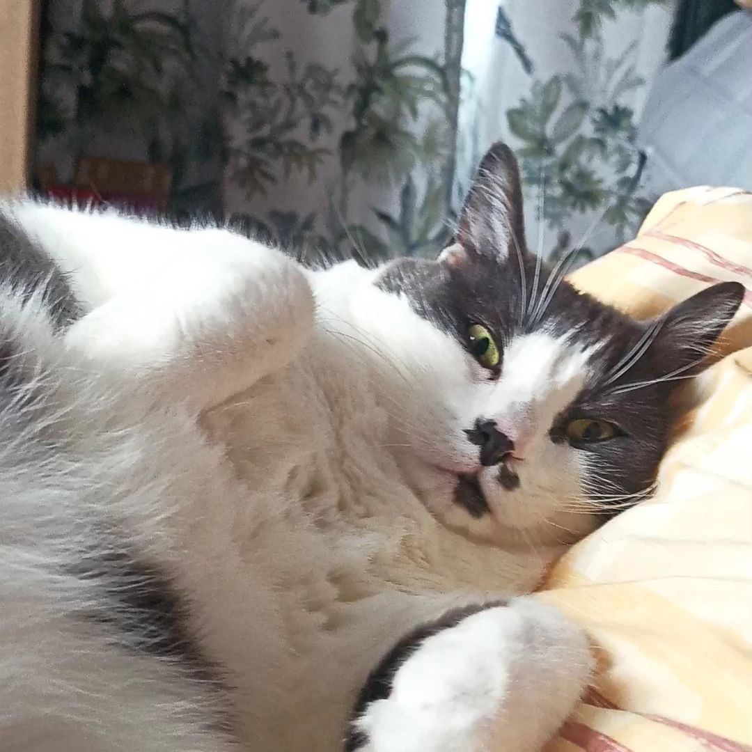 Avatar for @orugami on Greg, the plant care app