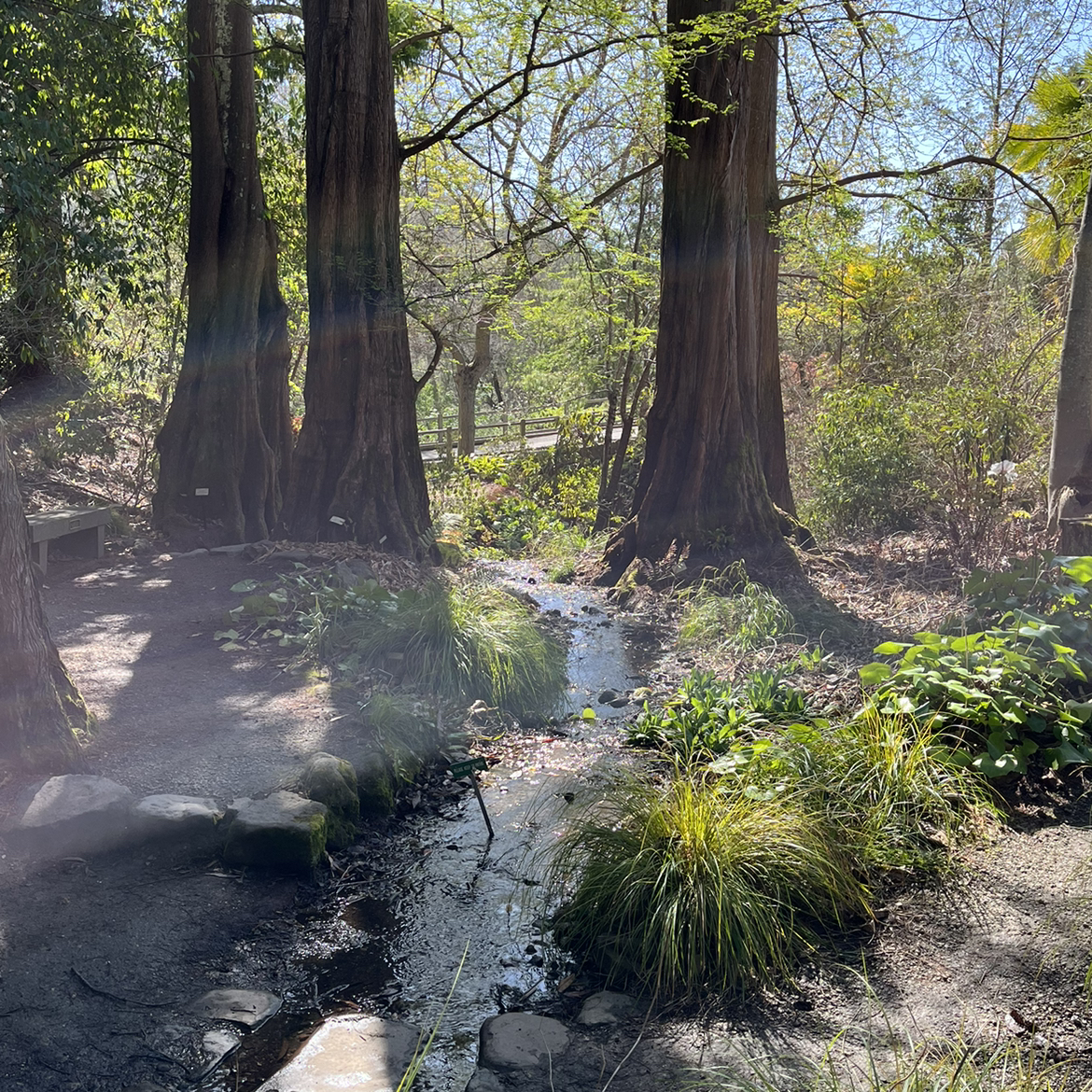 Avatar for @vividpeppermint on Greg, the plant care app