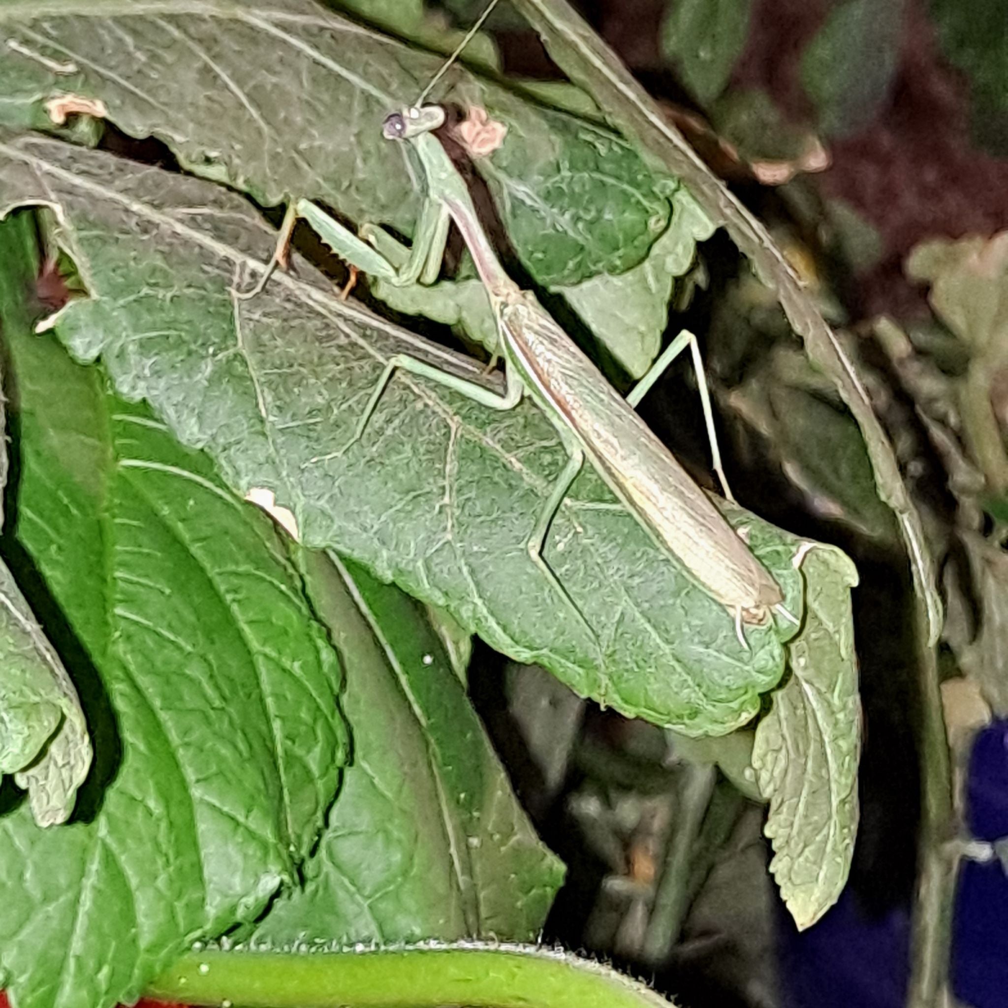 Avatar for @pennylane on Greg, the plant care app