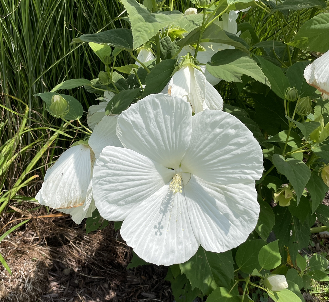 @RichJellycup avatar