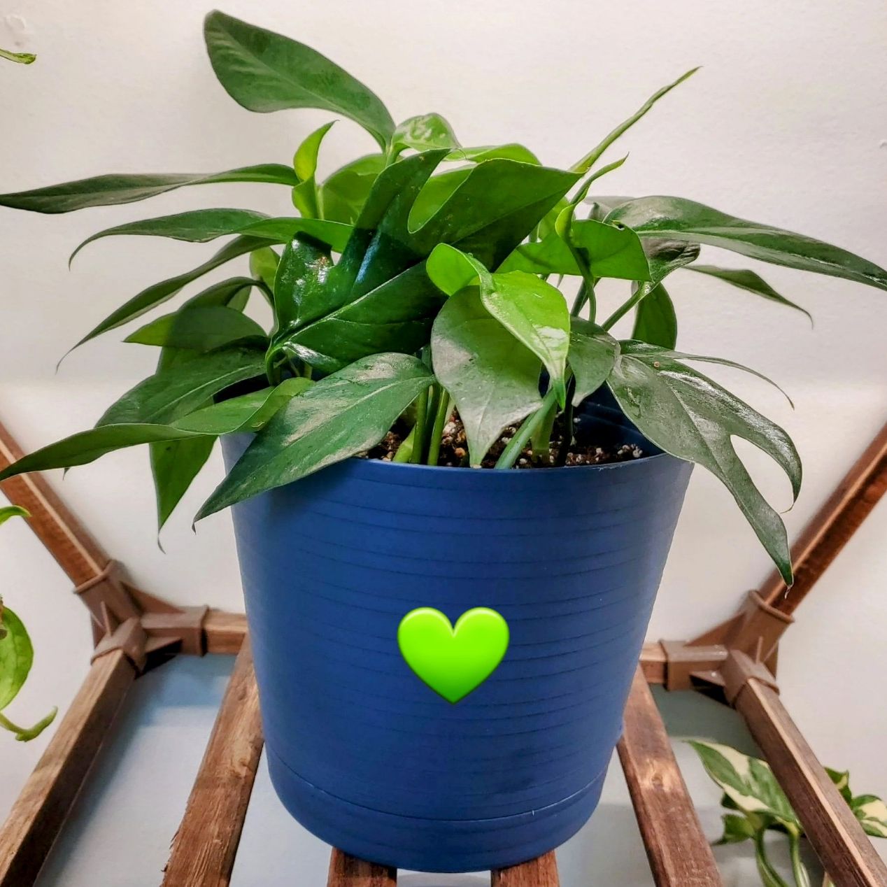 Avatar for @SewingJoy24 on Greg, the plant care app