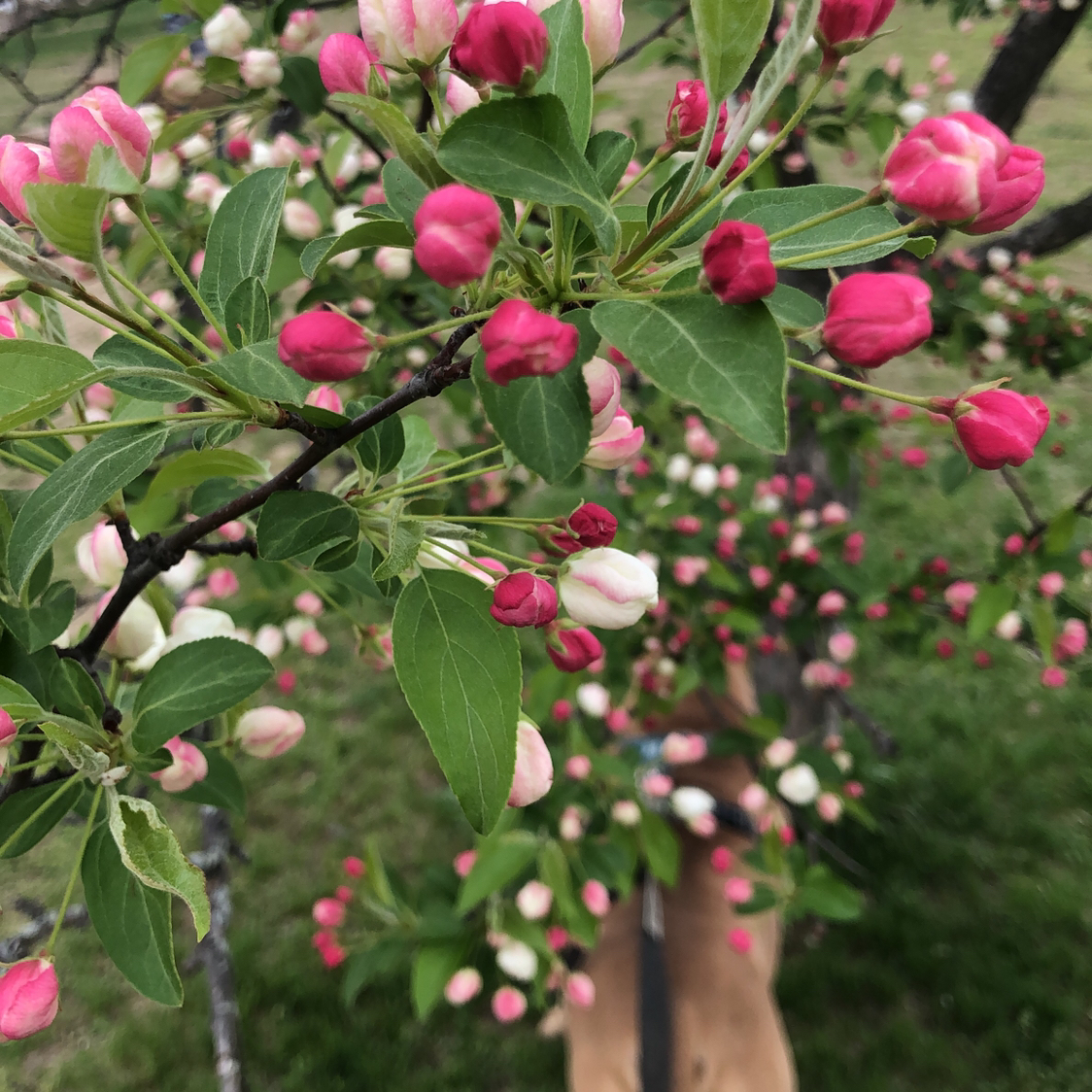 Avatar for @Mindellah on Greg, the plant care app