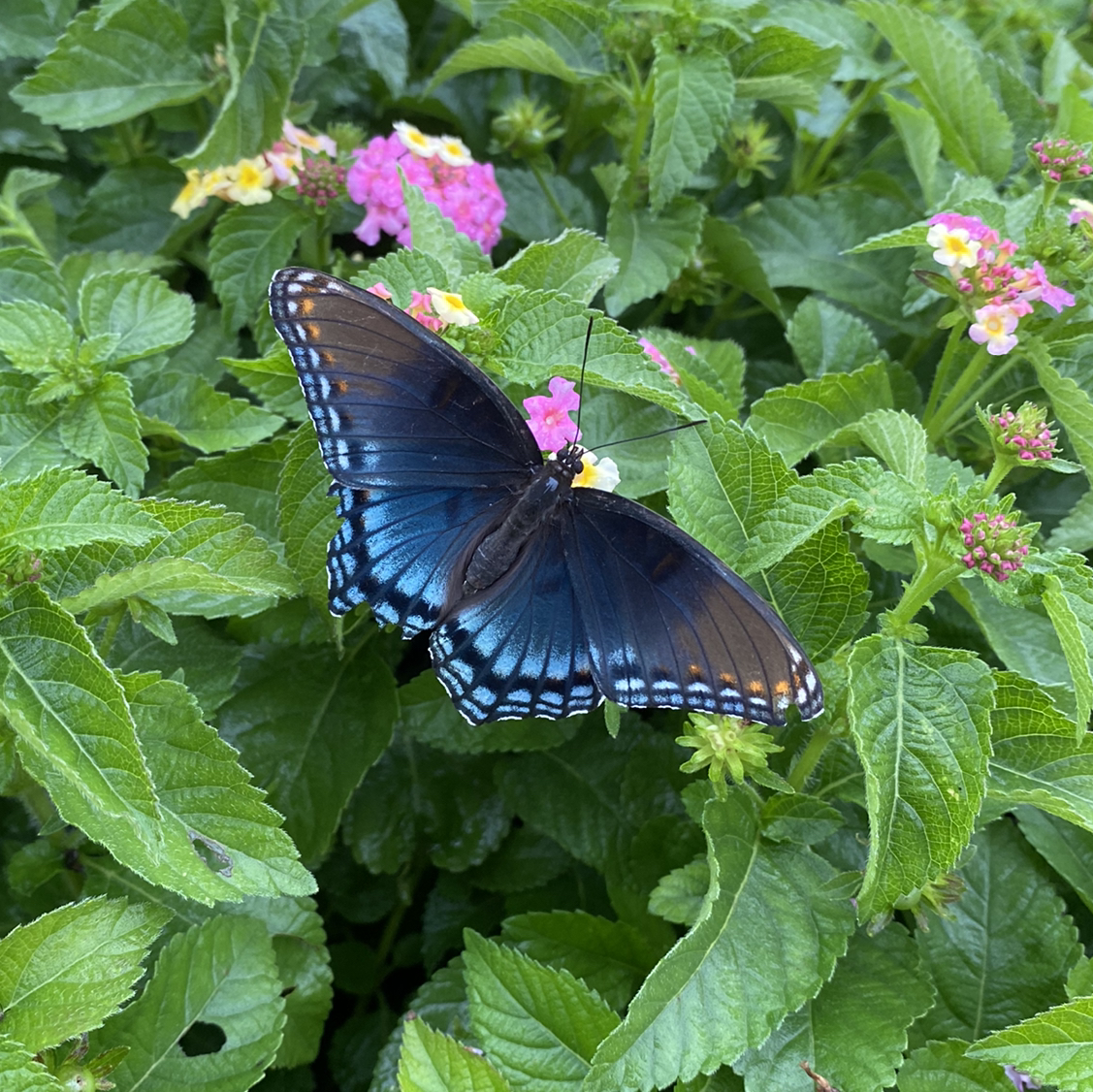 Avatar for @sreming on Greg, the plant care app