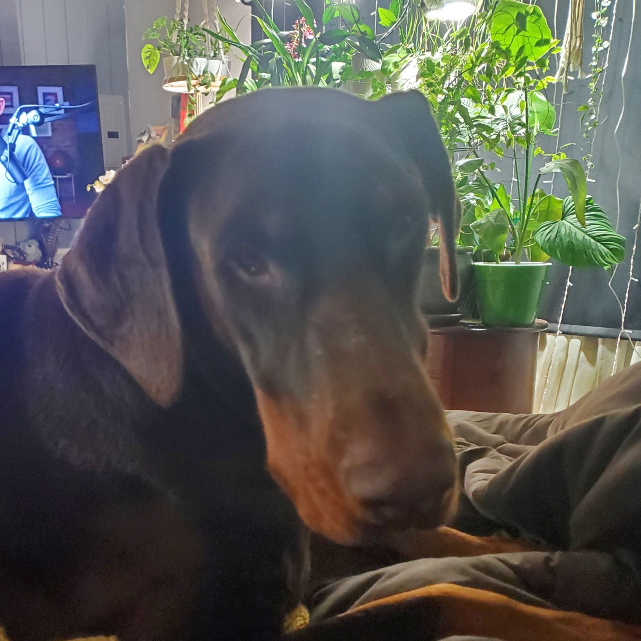 Avatar for @PetiteCeratiola on Greg, the plant care app