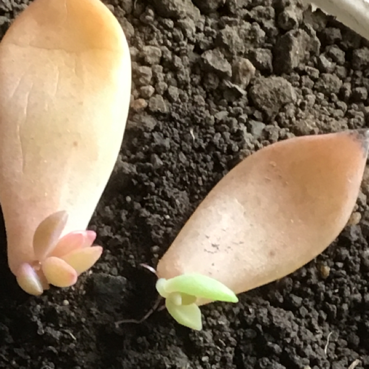 @SunnySucculent avatar