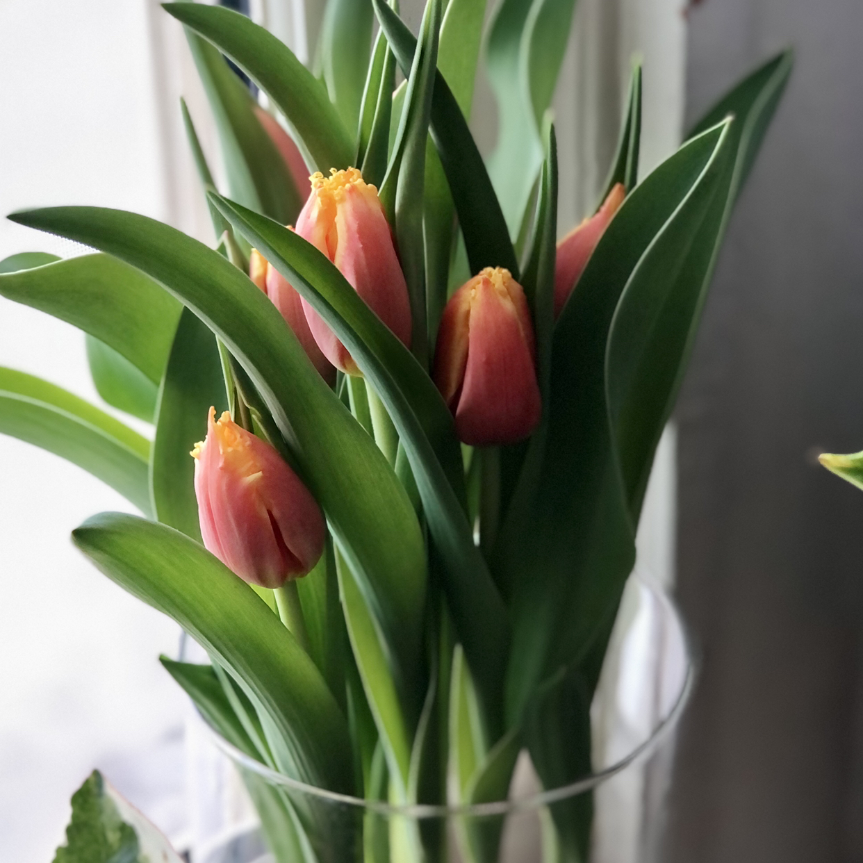 Avatar for @Yonabel on Greg, the plant care app