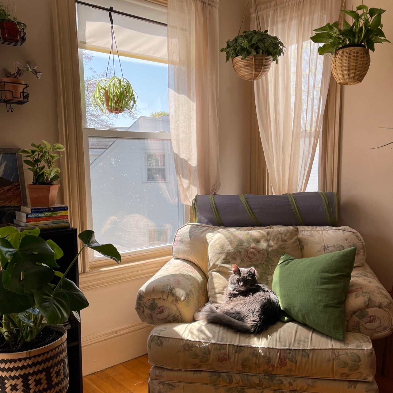 Avatar for @chelsplants on Greg, the plant care app